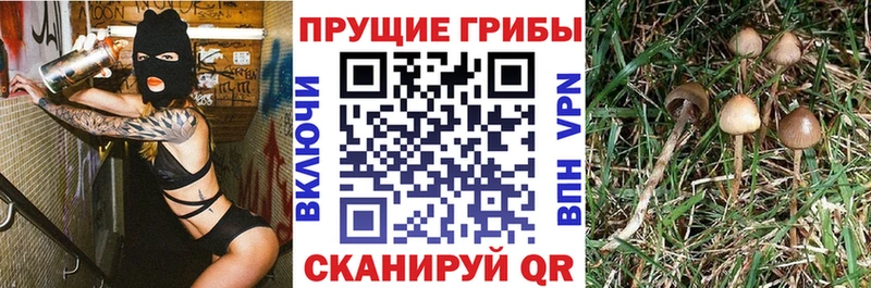 Галлюциногенные грибы Psilocybine cubensis  купить наркотик  Лысьва 